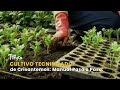 Cultivo Tecnificado de Crisantemos: Manual Paso a Paso - TvAgro por Juan Gonzalo Angel