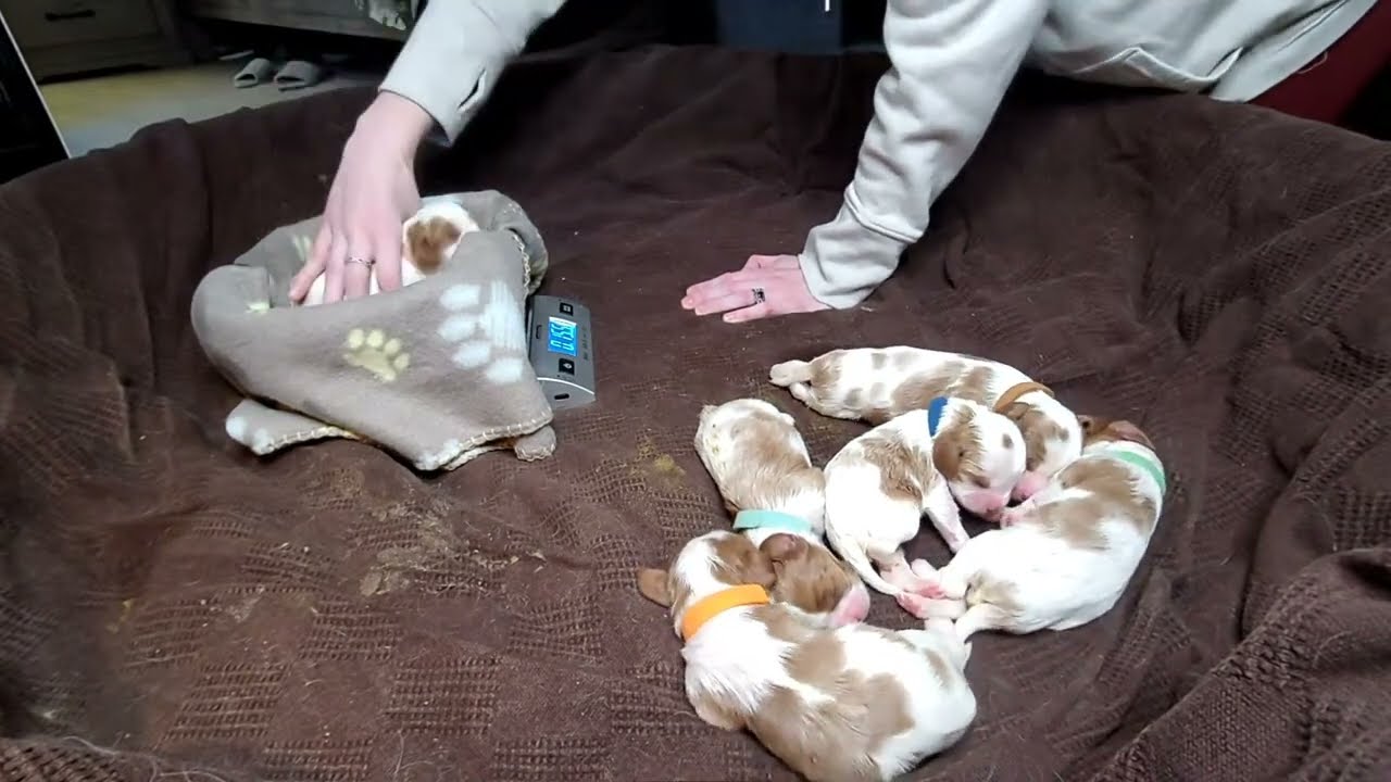 Newborn Cavalier Puppies Live