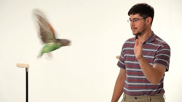 How to Teach Your Parrot to Fly | Parrot Training