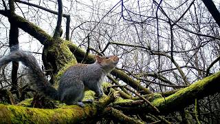 30 Minutes of Squirrels - UK Trail Camera Footage