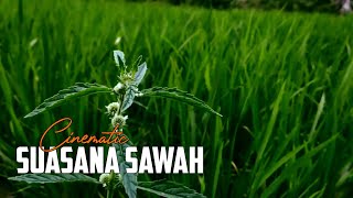 Cinematic Sawah 30 Detik | Story Wa Asthetic | Story Wa Cinematic | Sound Cinematic Viral Tiktok