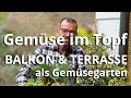 Gemse aus dem topf  so wird dein balkon zum gemsegarten