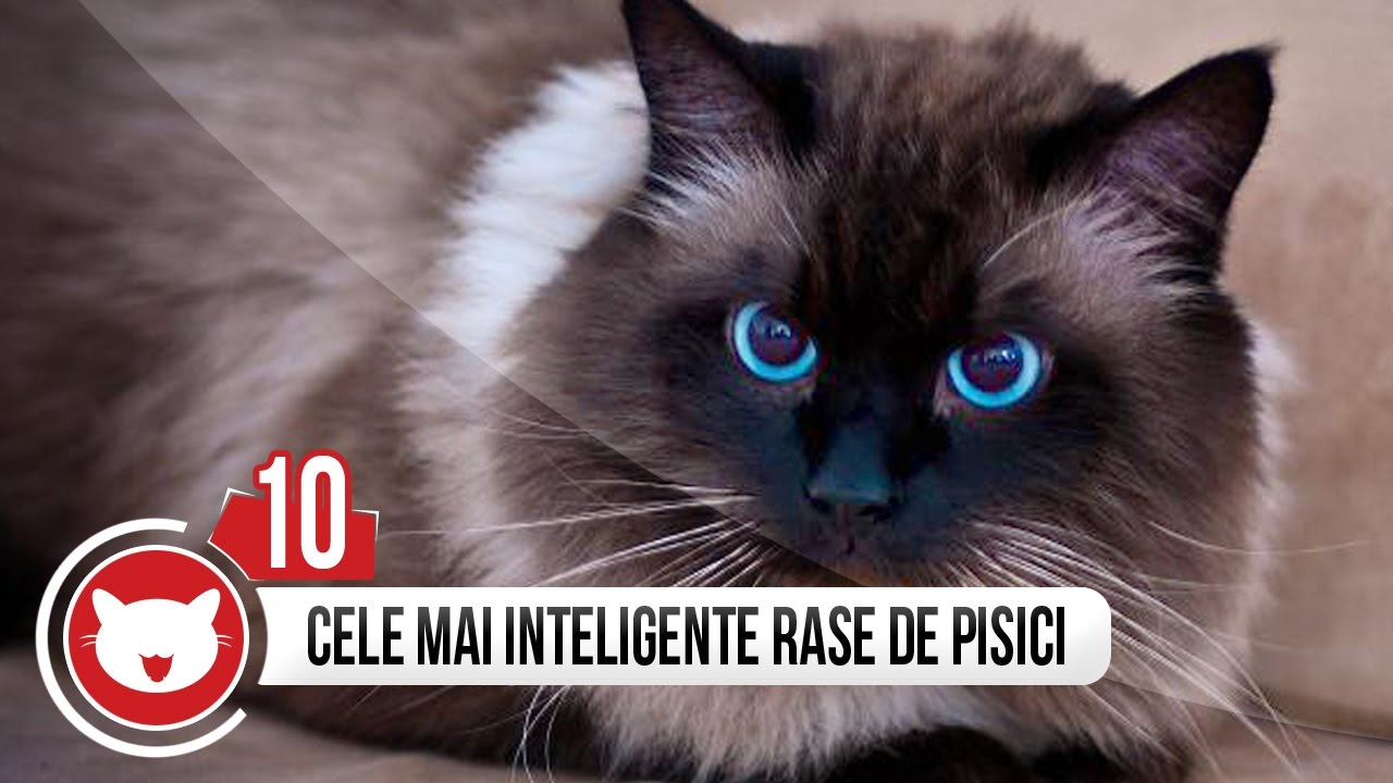 Top 10 Rase De Pisici Inteligente Youtube