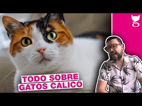 Video: Grandes nombres para un gato calico