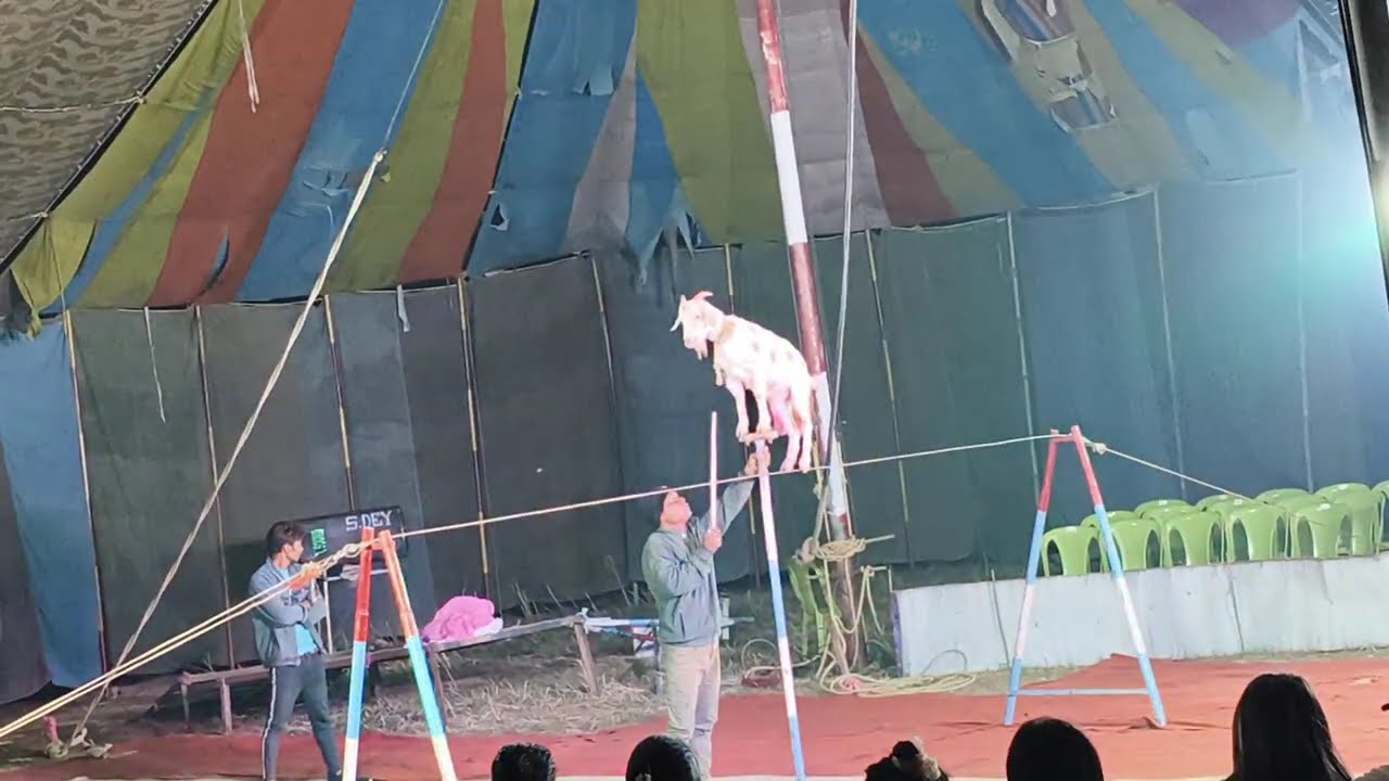 Dimapur circus mela 