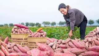 Harvesting Sweet Potatoes, The Secret to the BEST Fried Sweet Potatoes Goes to the market sell