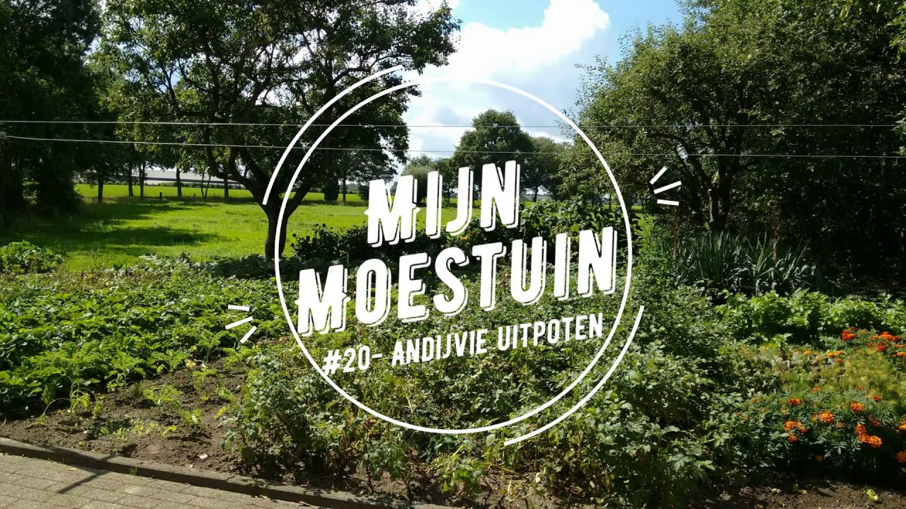 #20- Mijn moestuin, Andijvie uitpoten