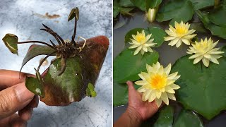 How to plant water lily from leaves, easy and fast