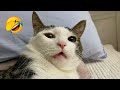 FUNNY CAT VIDEOS 2023😸 - 😂Funniest Cats 2023 #74