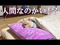 【検証】息子がお風呂に入っている間、ポメくんは本当にひとりで布団に入って寝てるの?