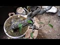 Bonsai diary　 ♯123「私が初めて山採りした素材で盆栽を始めた素材」