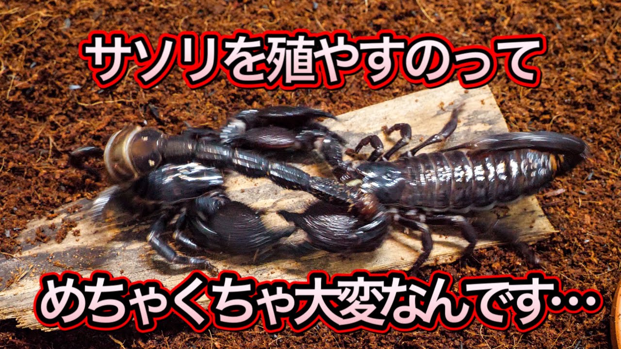 実は希少種 ダイオウサソリを繁殖させます Youtube