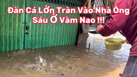 Xuất Hiện Đàn Cá Tra 100 Tấn Tràn Vào Nhà Ông Sáu Ở Vàm Nao | Cô Bảy Miền Tây