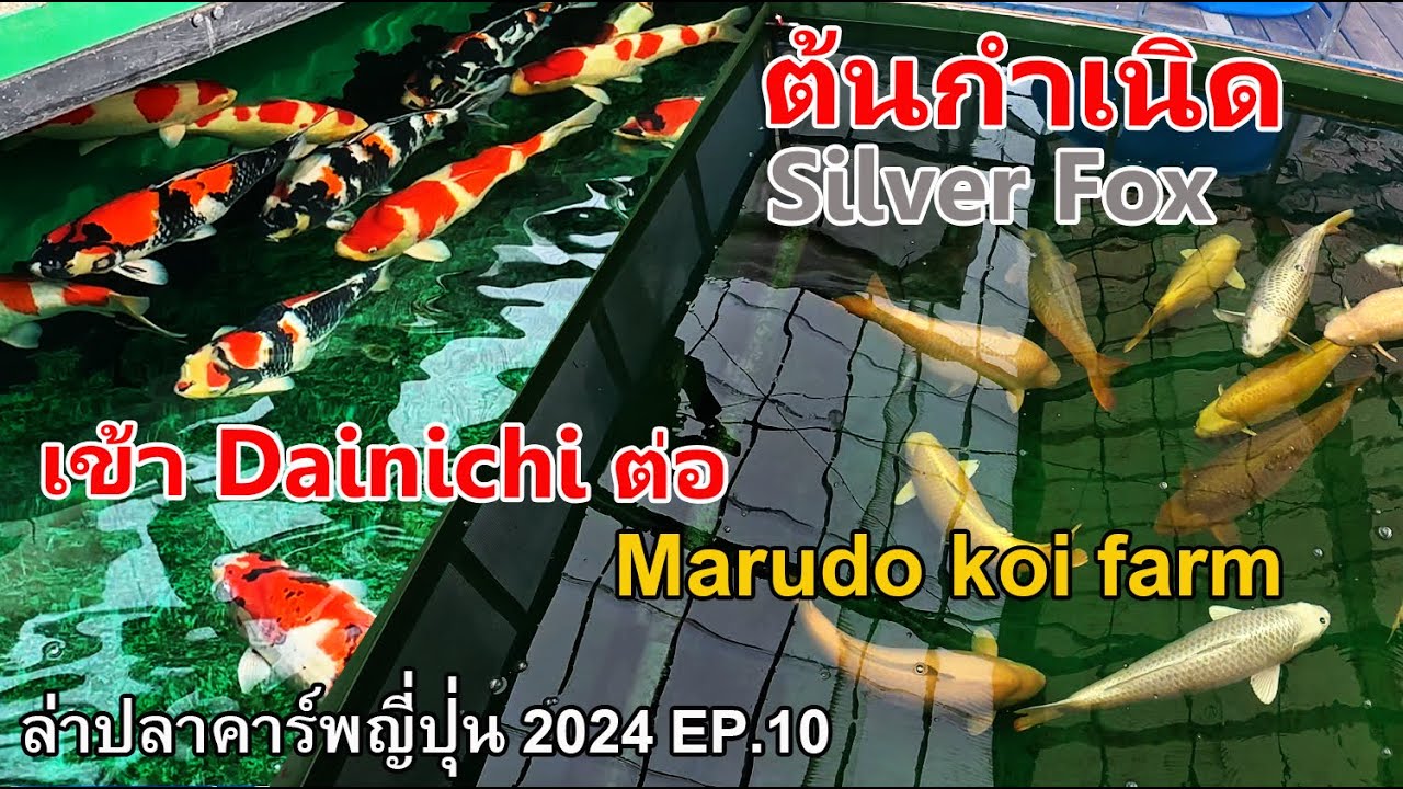 เข้า Dainichi koi farm ต่อด้วย Marudo koi farm ไปดูต้นกำเนิด Silver Fox # ล่าปลาคาร์พญี่ปุ่น EP.10