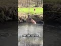 This deer has no way out, the hounds are waiting #huntingdogs #deerhunting #hunt