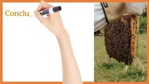 The Different Types of Honey Bee Feeders