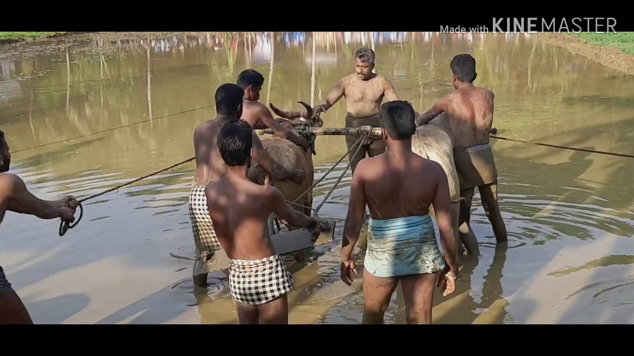 Maramadi bull race oyur kalavayal eelaa