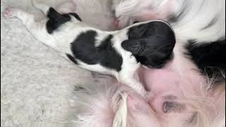 5dayold puppy enjoying mealtime with Cocker Spaniel mom Mura. Family life of Spaniels. #puppies