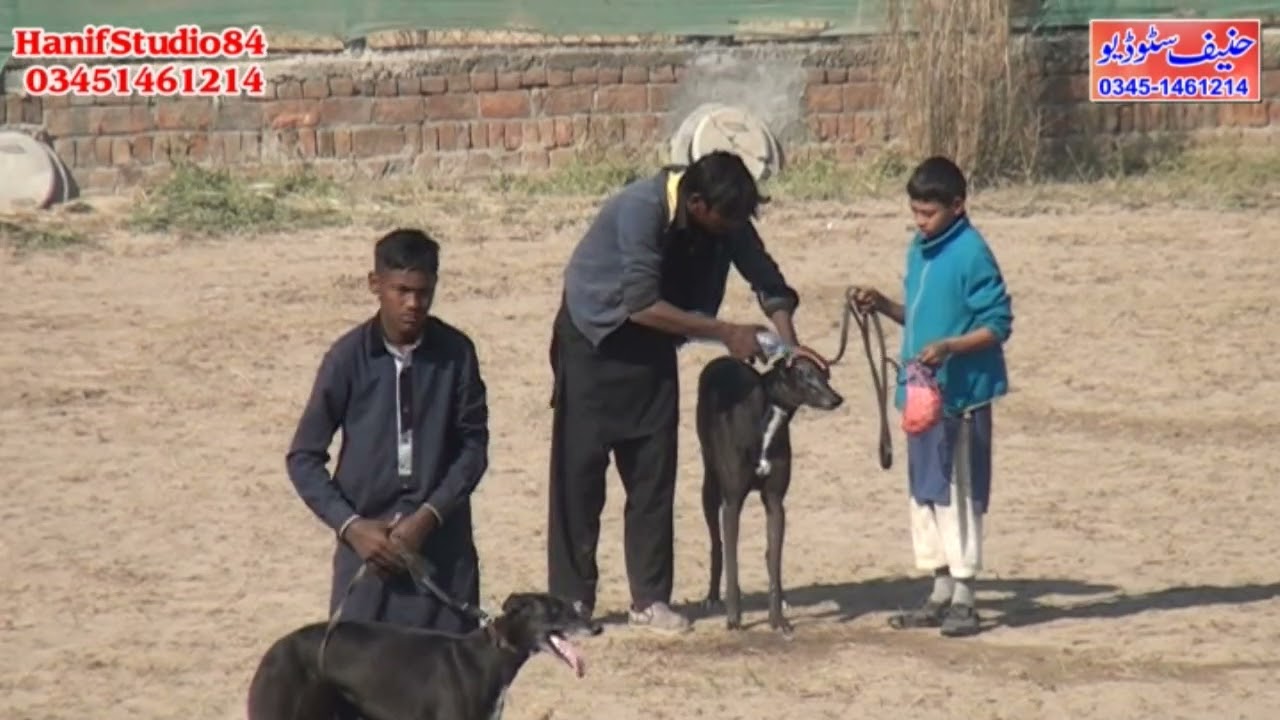 2 Jan 2022 round 2 Raj pur coursing race