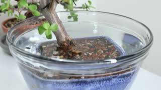 Watering Your Bonsai Bar Trees Other Small Bonsai