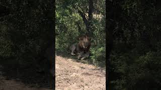 The King is badly injured || Life of Lions