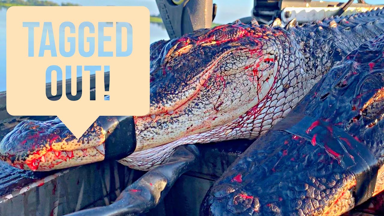 GATOR HUNT!! Kenansville Lake, FL 2022 YouTube