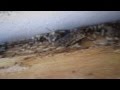 Termites up close, Wynnum West