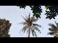 Suara Burung Apa Ya Bagus Banget Banyak Burung Di Pohon Belakang Rumah Pagi Pagi Mp3 - Mp4 Download