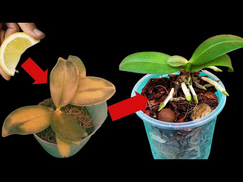 Video: Je Orchid My Sunburnt - Jifunze Kuhusu Kudhibiti Kuungua kwa Jua Katika Orchids