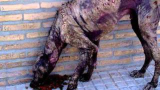 Video Feder F.I.D.A. onlus for to stop the holocaust of the europe animal's Video Feder F.I.D.A. onlus for to stop the holocaust of the europe animal's