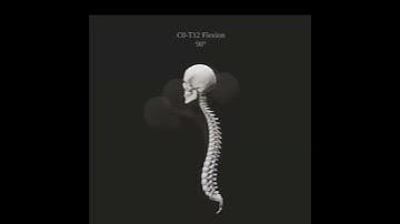 Demonstration of the range of motion for separate spine segments – from the cervical to the lumbar.