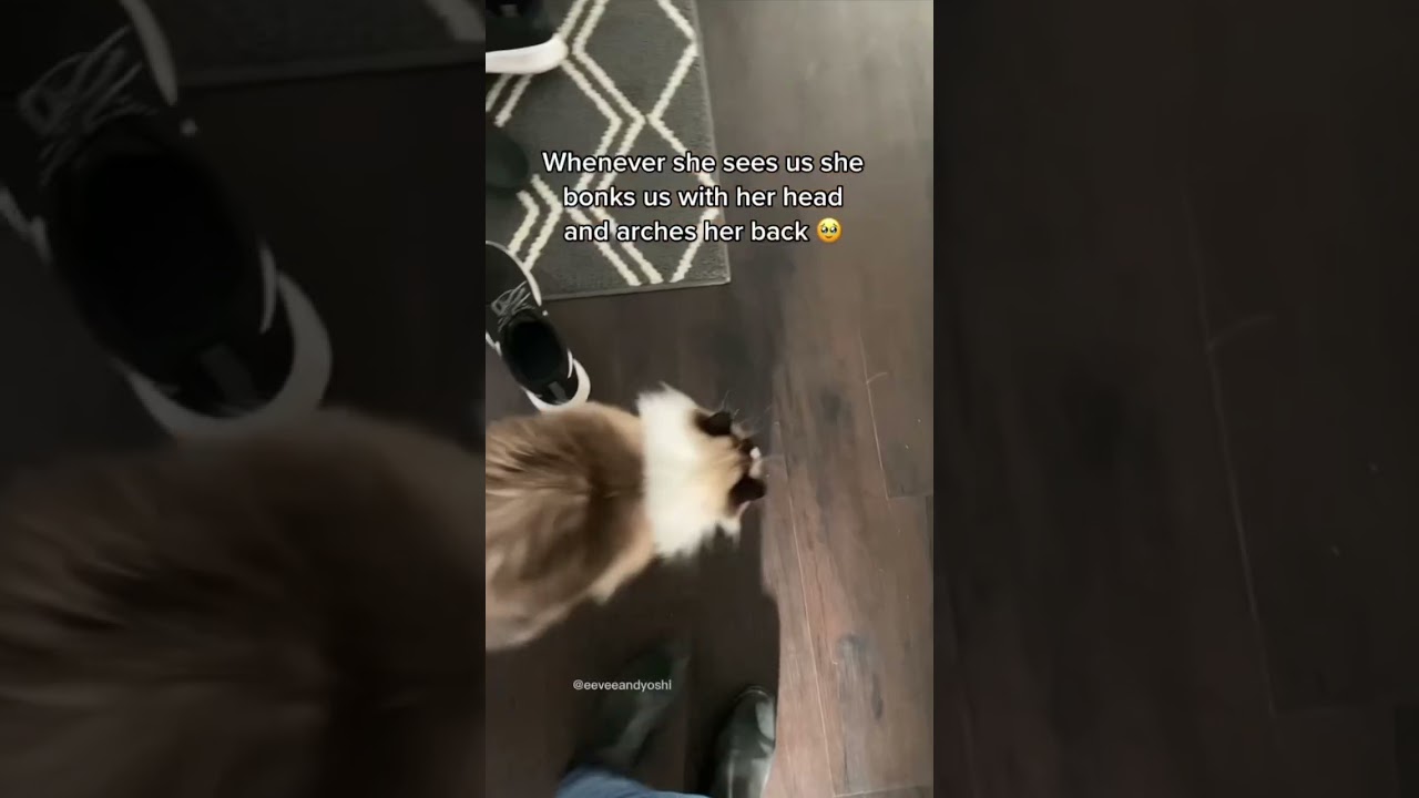 If you’re real lucky she wraps her tail around your leg 