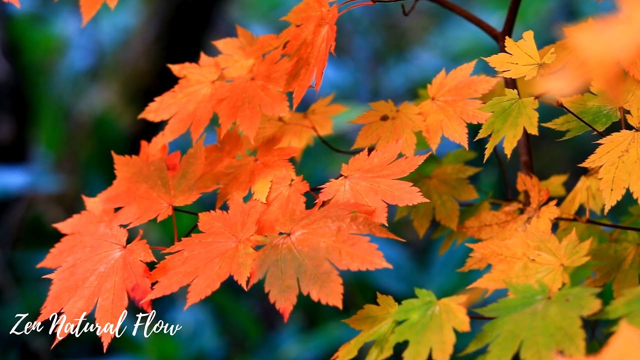 Autumn Piano 🍂 Soft & Emotional Piano Music for Relaxation, Healing & Inner Peace
