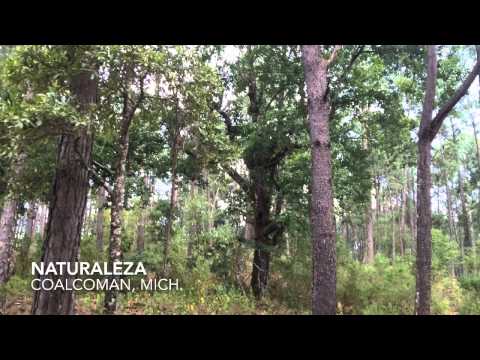 Sierra de Coalcomán, Michoacan.