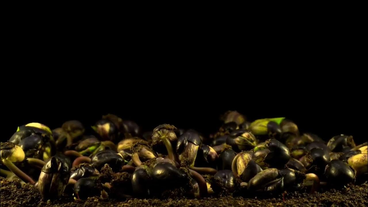 bean germination YouTube