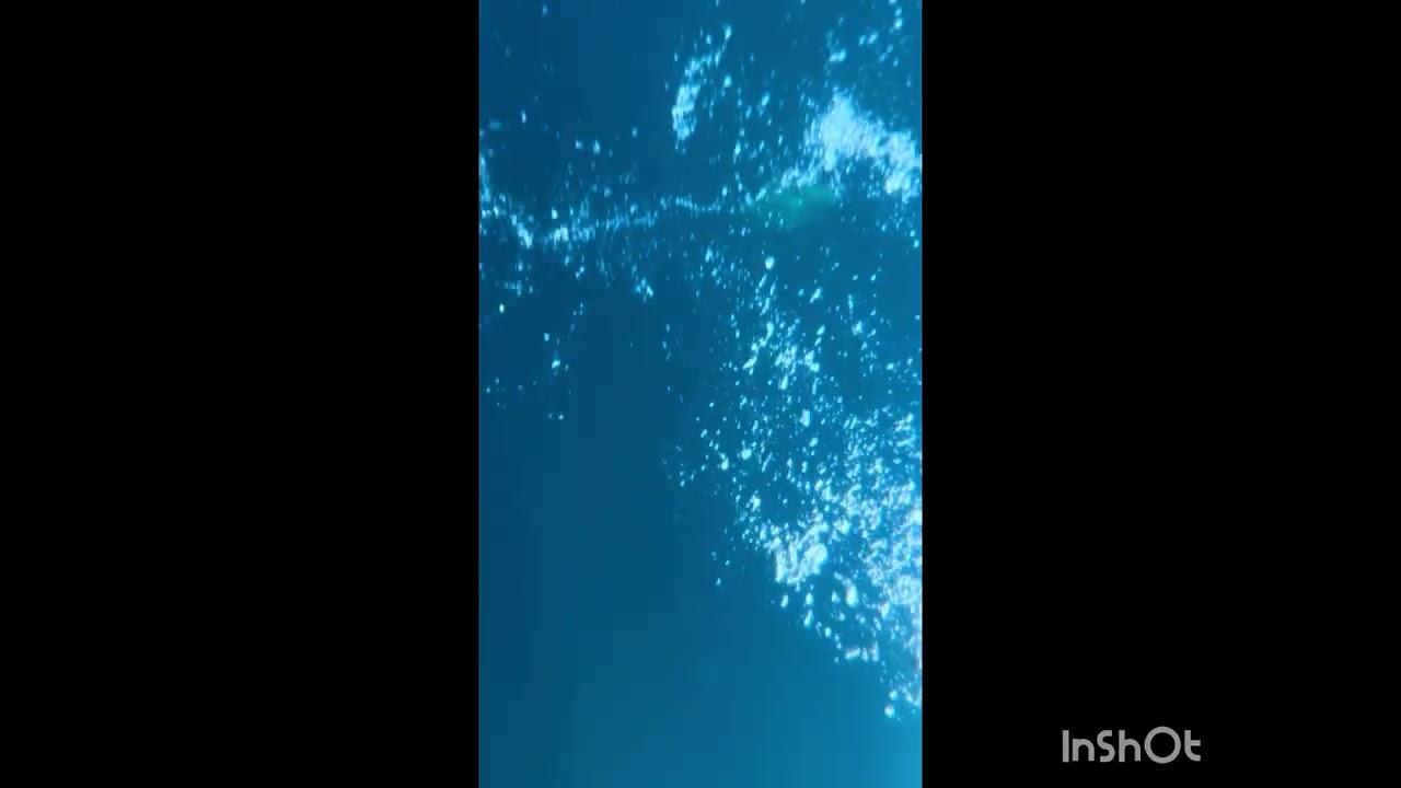 Fish we saw in Sharm El Sheik, angelfish, lionfish,broomtail wrasse, napoleon wrasse, puffer fish 