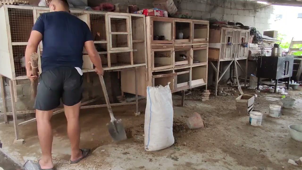 Membersihkan kandang ‎⁨@KukuruyukkFarm⁩  4bulan sekali 