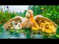 🦆 You Don’t Need to Do Anything 🌿 Just Watch These Calm Ducks &amp; Feel Your Stress Melt Away 💛