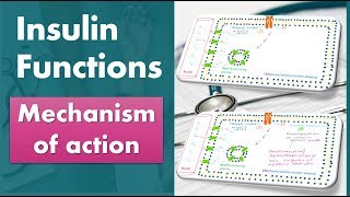 Insulin functions: Mechanism of action: biochemistry