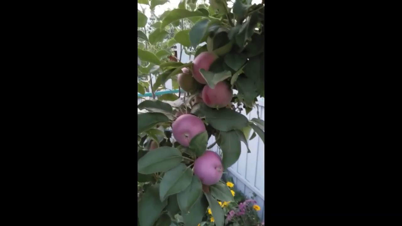 Видео колоновидных яблонь. Яблоня колоновидная красномякотная. Колоновидная груша нужна ли ей пара.