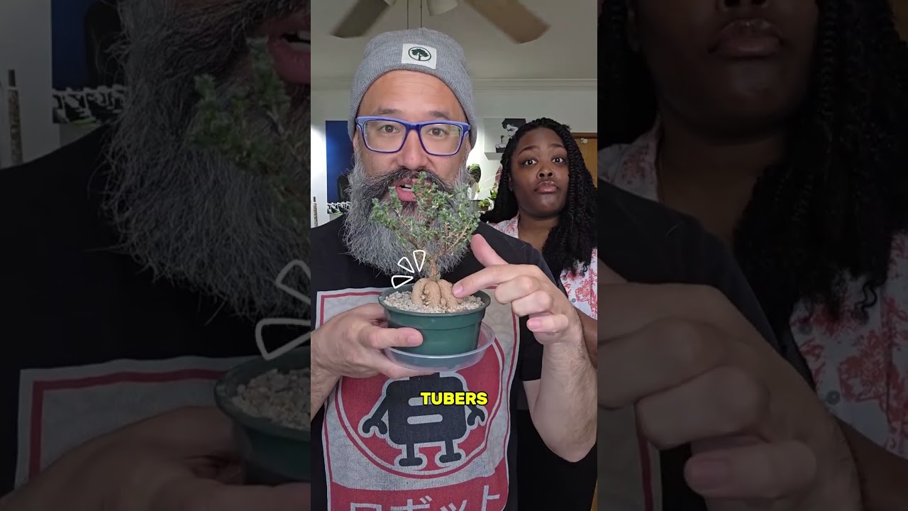 Today's plant is the Trichodiadema bulbosum...c'mon boo boo