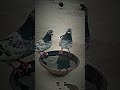 Apne baap Ka batate Hain🔥 👍#youtubeshorts  #shorts#trend#kabootar #akjhansipigeons#pigeon #akash