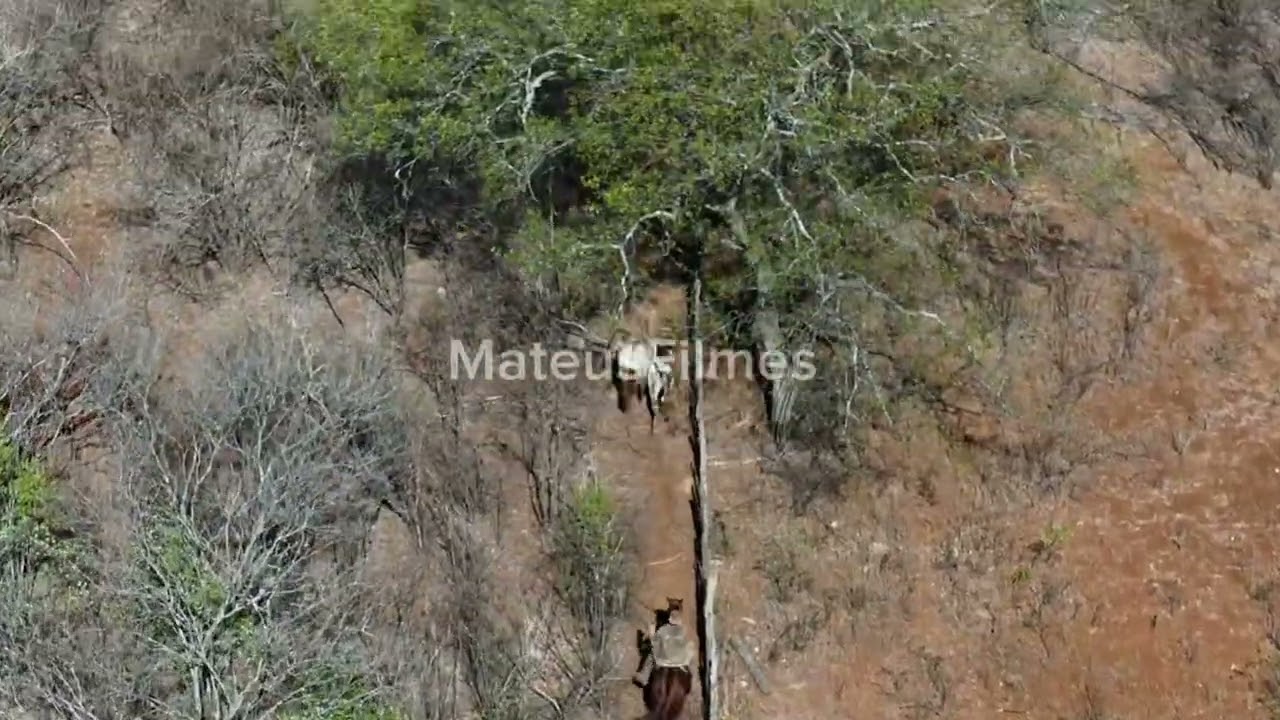 26ª Corrida da vaca CHUVISCO  foi pega pelos vaqueiros Jacaúna e maviael 