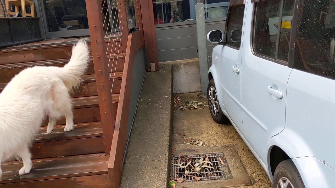 A post-rain walk through Rosebery, Sydney (Australia). Walk 