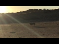 Male lion roaring