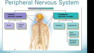 ATI TEAS Exam: Neuromuscular System