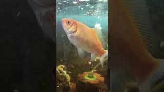 fish love #fishinglife #fisgingvillage #fishlove #fishlovers #fishlover