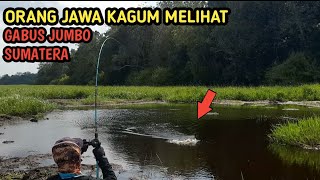 Subhanallah!!!  SUMATERA SARANGNYA GABUS BESAR