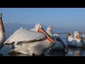 Dalmatian pelicans pelikany kdzierzawe greece 2018