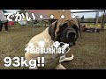 【犬イベント】ついに登場！最大犬種！日本にもいるんだ驚【Big Burn 100 岡山】